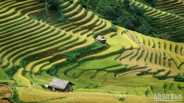 Mùa vàng Mù Cang Chải, Yên Bái. (Ảnh: VŨ LINH) 