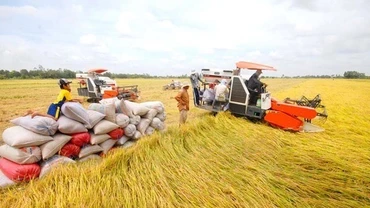 Ngân hàng đẩy mạnh cho vay phục vụ nhu cầu lúa gạo trong năm 2025.