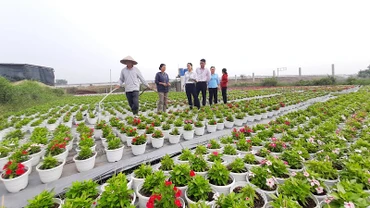 Gia đình chị Nguyễn Thị Thu Hà ở ấp 3, xã Bình Chánh, huyện Bình Chánh (Thành phố Hồ Chí Minh) vay 100 triệu đồng từ chương trình hỗ trợ tạo việc làm của Ngân hàng Chính sách xã hội để trồng hoa phục vụ dịp Tết Nguyên đán Giáp Thìn 2024.