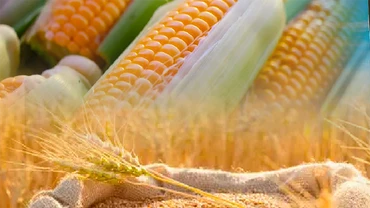 Giá ngô chạm đáy gần 3 năm trước những thông tin tích cực về nguồn cung từ Ukraine