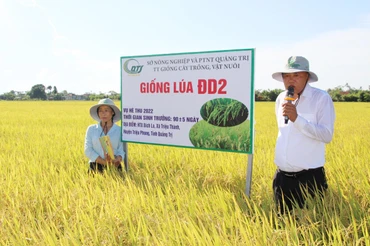 Cánh đồng lúa rộng 50ha được trung tâm liên kết sản xuất với Hợp tác xã Bích La, xã Triệu Thành, huyện Triệu Phong.