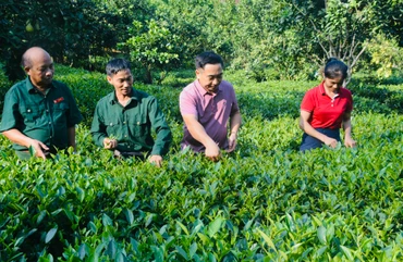 Hướng dẫn bà con thu hái chè sạch tại vườn. 