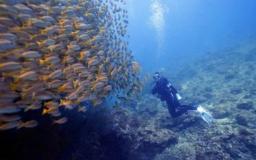 Du khách Việt lặn biển tại đảo Koh Phi Phi, Thái Lan. (Ảnh: Internet)