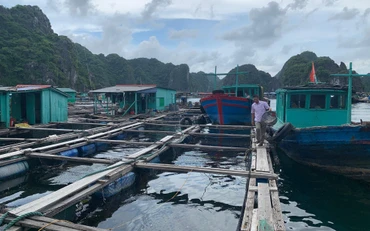 Hải Phòng chủ động phòng, chống bão số 2