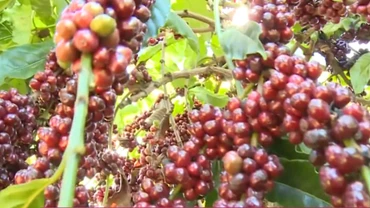 [Video] Giá cà-phê tăng mạnh, có thể lập đỉnh 135.000 đồng/kg