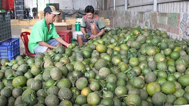 Cam sành chuẩn bị đóng gói tại Hợp tác xã Phương Thúy, huyện Trà Ôn, tỉnh Vĩnh Long. 