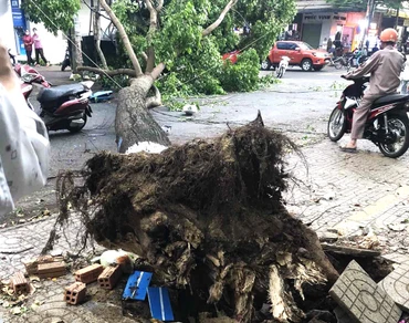 Một cây xanh hàng chục năm tuổi trên đường Y Jút, thành phố Buôn Ma Thuột bị bật gốc đổ ngã ra đường vào chiều 22/4.