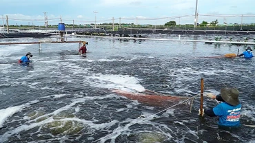 Thu hoạch tôm nước lợ tại Sóc Trăng.