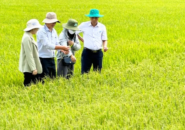 Ngành nông nghiệp Sóc Trăng tích cực hỗ trợ nông dân ứng phó xâm nhập mặn.