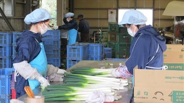 Các thực tập sinh Việt Nam tại Công ty cổ phần Carry System ở tỉnh Ibaraki, Nhật Bản. (Ảnh: TTXVN) 