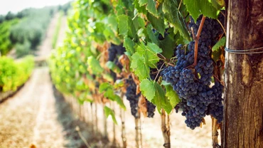 Chương trình Tastin'France giới thiệu nhiều loại vang đến từ những vùng sản xuất rượu vang nổi tiếng nhất của Pháp tới công chúng Việt Nam. (Ảnh: Business France) 