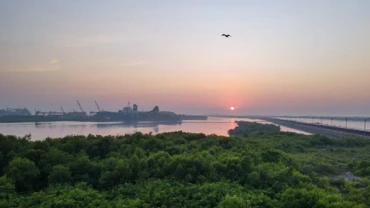 Quang cảnh rừng ngập mặn ở khu vực ven biển gần dự án "Java 7" ở Serang, tỉnh Banten, Indonesia. (Ảnh minh họa: Xinhua) 