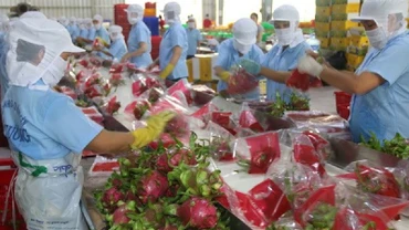 Sơ chế thanh long xuất khẩu ở Tiền Giang. (Ảnh minh họa: TTXVN) 