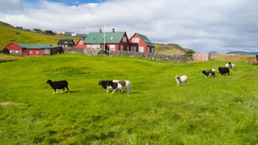 Chăn thả cừu trên đồng cỏ ở Torshavn, Đan Mạch. Ảnh: istock/photosvit 