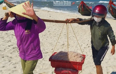 Phụ nữ làng biển bãi ngang Quảng Bình gánh ruốc từ thuyền lên bờ.