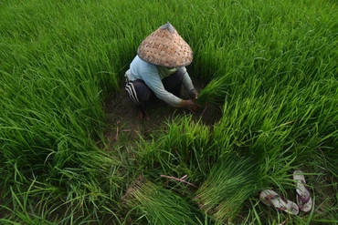 Nông dân chuẩn bị mạ cho vụ mới ở Sigi, tỉnh Trung Sulawesi, Indonesia. (Ảnh: Antara)