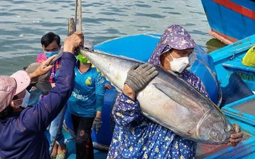 Ngư dân Phú Yên đánh bắt cá ngừ. (Ảnh: TRÌNH KẾ) 