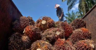 Nông dân thu hoạch cọ tại tỉnh Riau, Indonesia. (Ảnh: AFP/TTXVN)