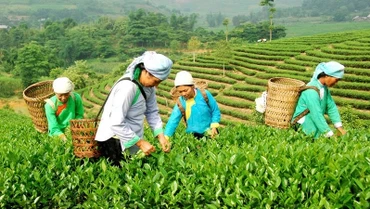 Nguồn lực từ chương trình mục tiêu quốc gia giúp đồng bào dân tộc thiểu số và miền núi phát triển sản xuất, nâng cao đời sống. (Ảnh minh họa: baodantoc.vn) 