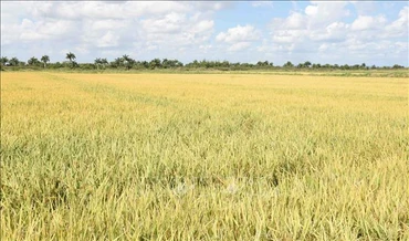 Cánh đồng lúa chín vàng tại tỉnh Pinar del Rio. (Ảnh minh họa: TTXVN)