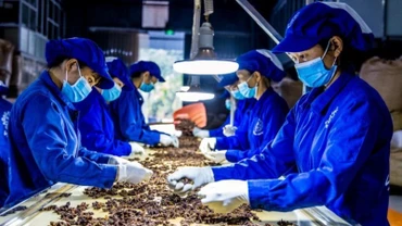 Thủ tướng Chính phủ chỉ đạo tháo gỡ khó khăn cho hoạt động xuất khẩu dược liệu