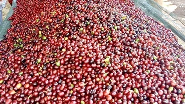 Cà-phê tươi ở Quảng Trị. (Ảnh: TTXVN)