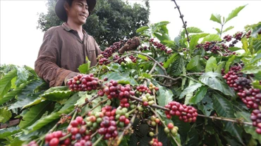 Thu hoạch cà-phê ở huyện IaGRai, tỉnh Gia Lai. (Ảnh: TTXVN)