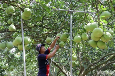 Bưởi Tân Triều cây nặng trĩu quả được chăm sóc kỹ lưỡng để bán Tết Nguyên đán Quý Mão 2023.