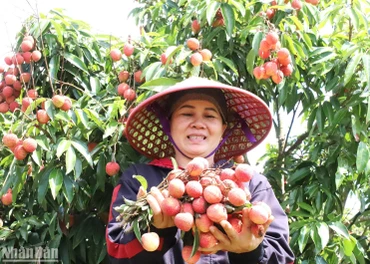 Chị Lê Thị Hải ở thôn 10, xã Ea Sar, huyện Ea Kar, tỉnh Đắk Lắk vui mừng vì năm nay vải vừa được mùa, được giá.