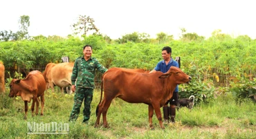 Cứ mỗi chiều về, Thiếu tá Từ Văn Sương, Đội vận động quần chúng Đồn Biên phòng Ea H’leo cùng ông Nguyễn Văn Triều đến chăm sóc, vỗ về đàn bò của gia đình.