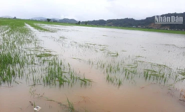 Hàng trăm ha lúa trong thời gian làm đòng ở huyện Lắk bị nhấn chìm trong nước lũ.