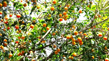 Rực rỡ mùa thanh trà đón Tết ở miền Tây Nam Bộ