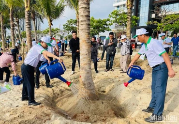 Thành phố Đà Nẵng ra quân trồng thêm nhiều cây dừa dọc bãi biển, sáng ngày 24/2. Ảnh: ANH ĐÀO