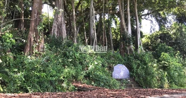Cây đa di sản gần 1.000 năm tuổi trên Bán đảo Sơn Trà 
