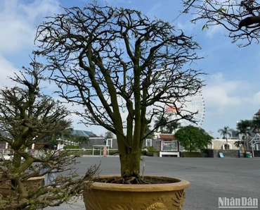 Cây mai cổ thụ này cao hơn 3m, tán rộng gần 5m. (Ảnh ANH ĐÀO)