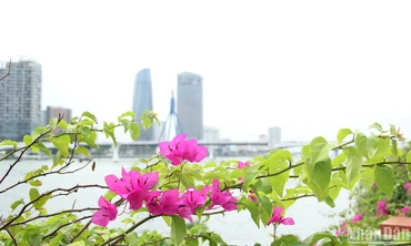 Sắc hoa giấy tháng Tư trên thành phố biển.