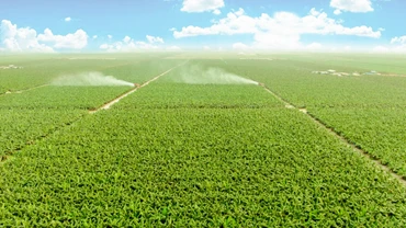 Năm 2024, THACO AGRI đề ra kế hoạch trồng mới 7.600ha chuối.