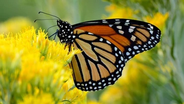 Bướm vua di cư hiện là loài nguy cấp trong Sách đỏ IUCN. (Ảnh: IUCN)