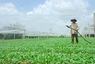Trồng rau màu ở hợp tác xã rau Tân Đông, huyện Gò Công Đông, tỉnh Tiền Giang.