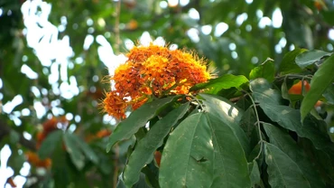 Ảnh hoa vàng anh nở rộ tháng 3