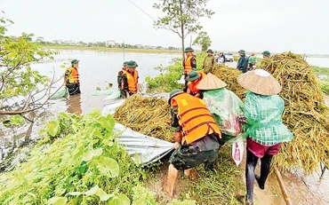 Lực lượng quân đội giúp nông dân thu hoạch lúa mùa. (Ảnh Thu Hiền) 