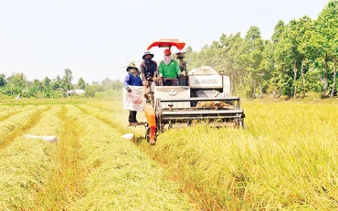 Người dân xã Vĩnh Thuận Tây, huyện Vị Thủy, tỉnh Hậu Giang thu hoạch lúa.