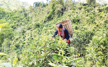 Người dân thôn Phìn Hồ, xã Thông Nguyên, huyện Hoàng Su Phì thu hái chè Shan tuyết cổ thụ.