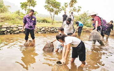 Khách du lịch tham gia trải nghiệm làm nông nghiệp tại Khu du lịch sinh thái Đồng Quê (huyện Ba Vì).
