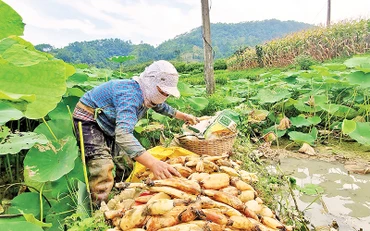 Người dân ở thôn Bản Lành, xã Hòa Cư, Cao Lộc (Lạng Sơn), thu hoạch củ sen dưới chân ruộng lúa.