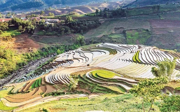 Ruộng bậc thang mùa đổ ải 