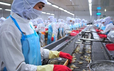 Dây chuyền chế biến tôm đông lạnh tại Tập đoàn Minh Phú (Cà Mau).