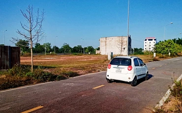 Hầu hết cây xanh được trồng tại khu dân cư Đông Kết, phường Tiên Phong, thành phố Phổ Yên đều chết khô. 