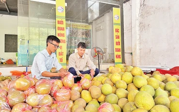 Bưởi là cây trồng chủ lực của huyện Đoan Hùng, đem lại hiệu quả kinh tế cao.
