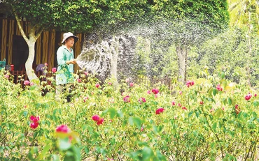 Chăm sóc hoa tại Làng hoa Sa Đéc để phục vụ Festival hoa, cây kiểng. 